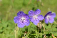 Geranium himalayense